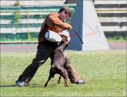 Sasha - Estonia championship 2007  in IPO 3